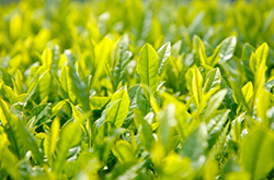 ���t�̃A�b�v